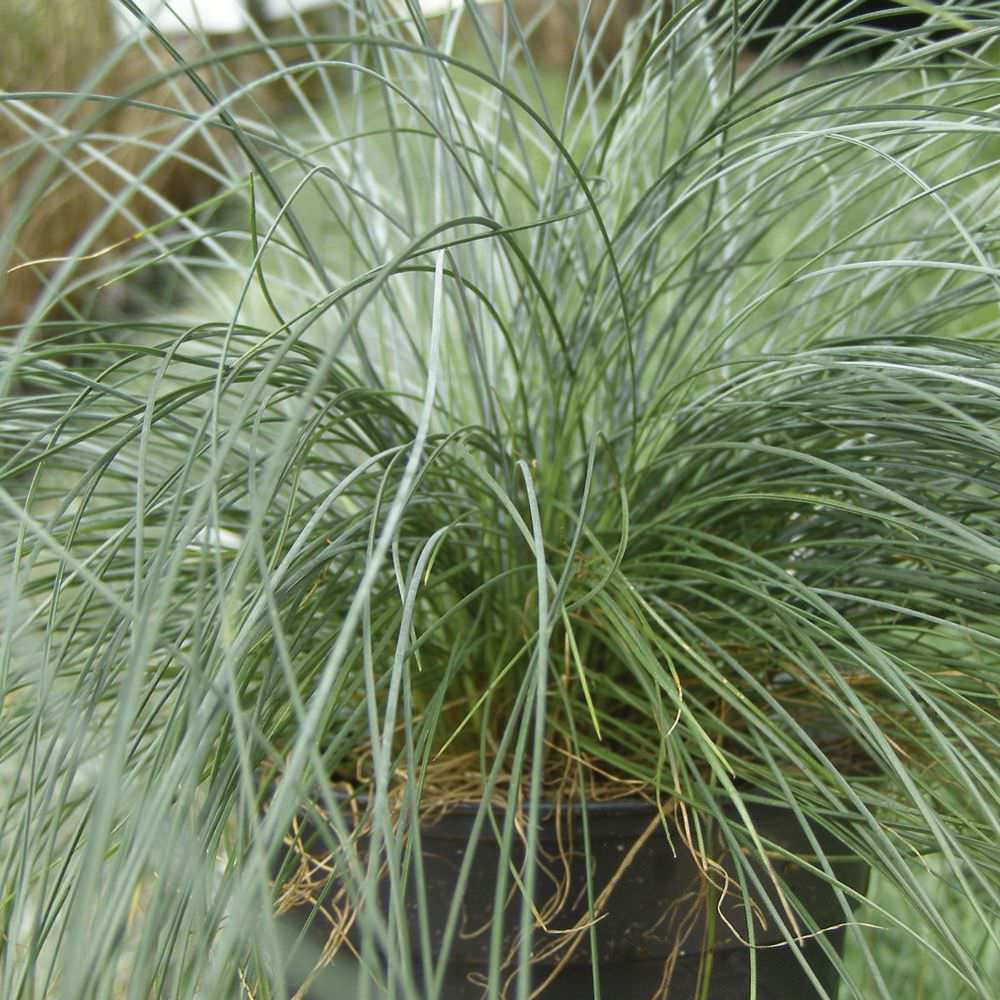 Dekoratyvinis žolės augalas, Ø 23, 45 cm, lot. Grass mix-0