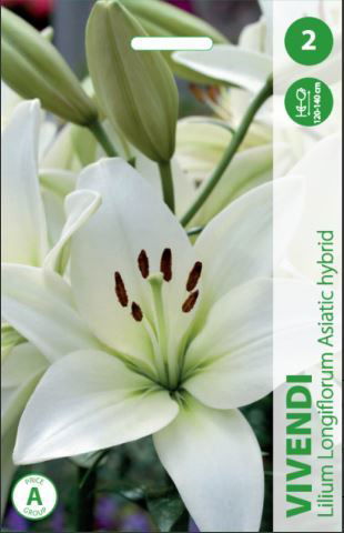 Lelijų svogūnėliai, lot. LILIUM VIVENDI, 2 vnt.-0