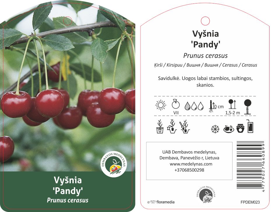 Vaismedis vyšnia PANDY, lot. PRUNUS CERASUS-0