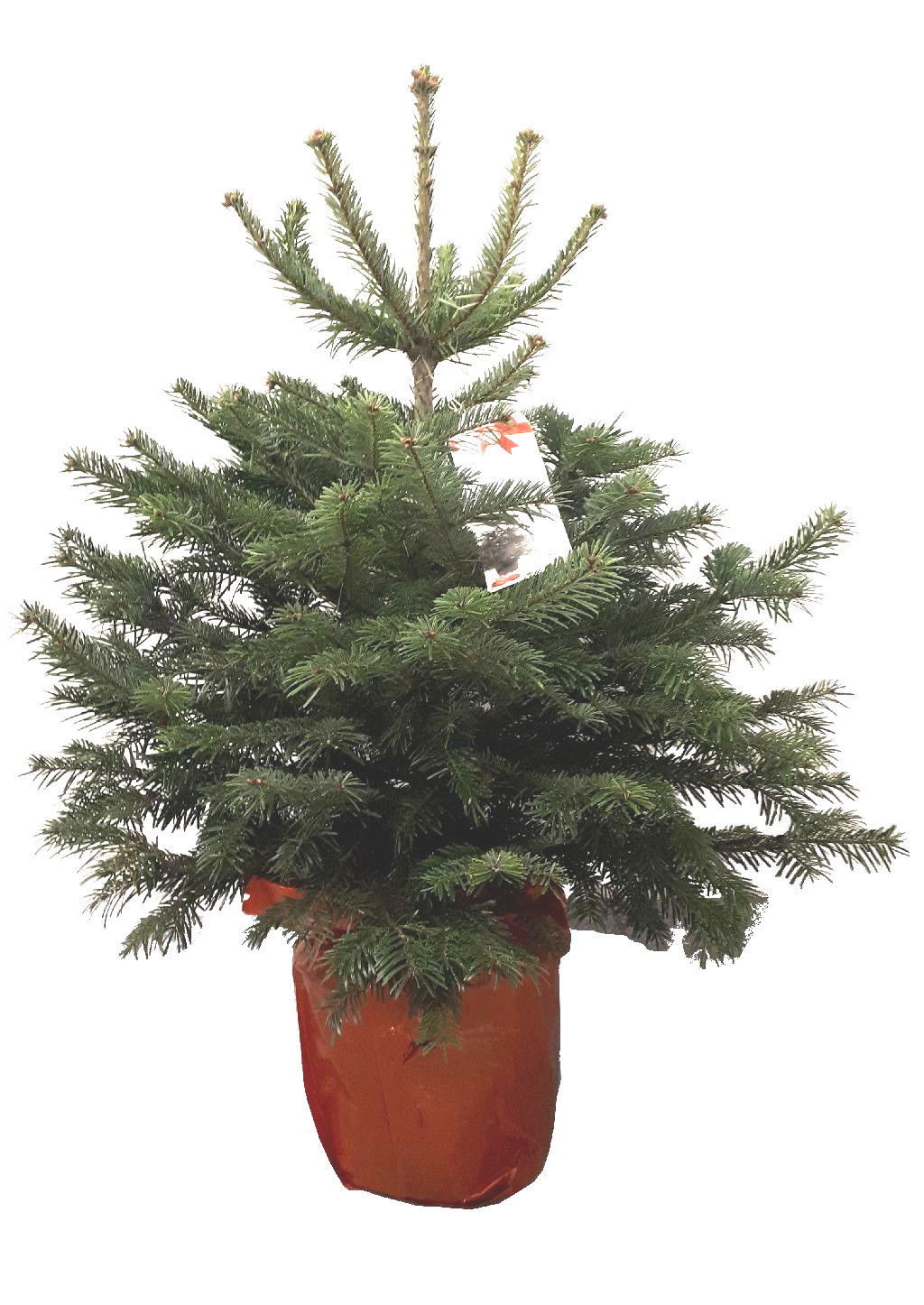 Paprastoji eglė vazone, 80 - 100 cm , lot. PICEA PUNGENS