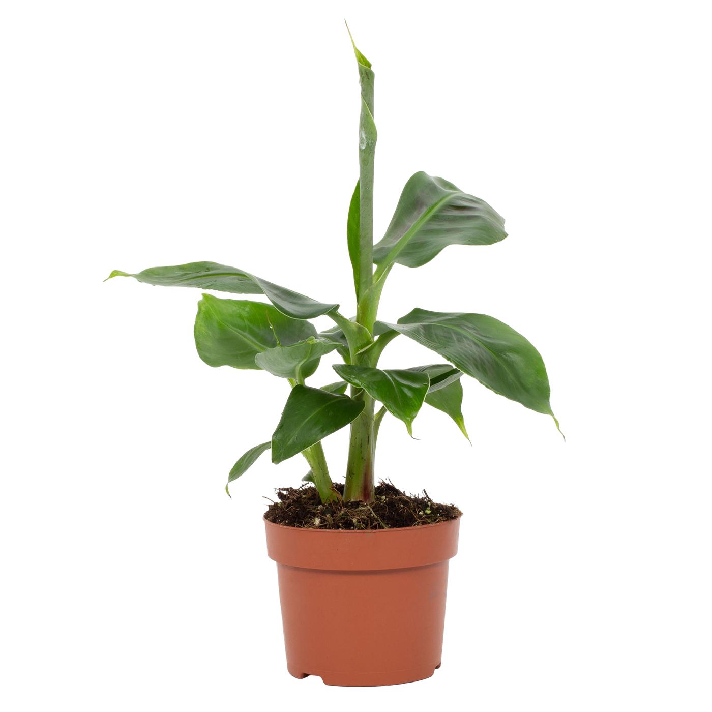 Vazoninis augalas bananmedis, Ø 12, 30 cm, lot. MUSA-0