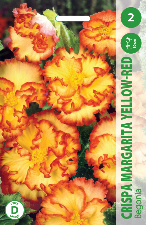 Kalijų svogūnėlis, lot. Zantedeschia Carmin Red-0