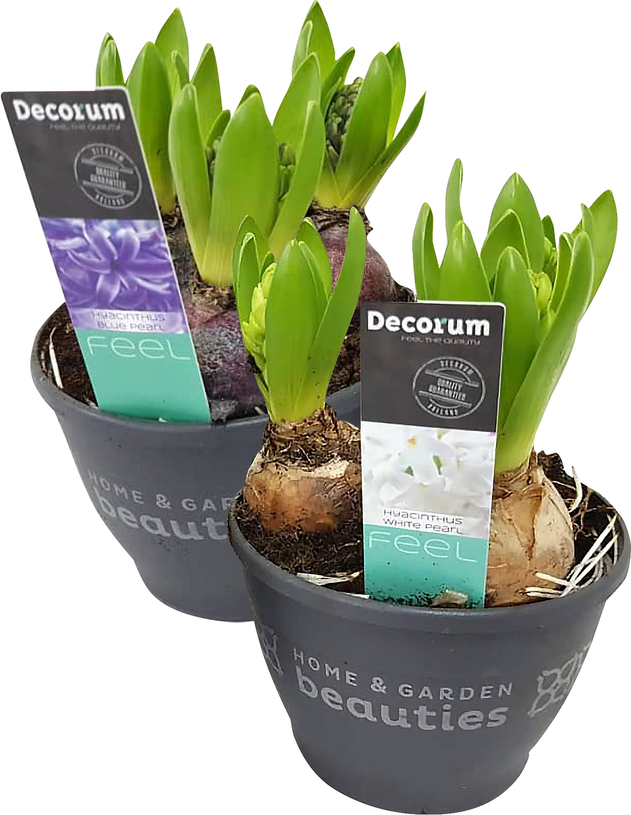 Vazoninis augalas hiacintas, Ø 12, 15 cm, lot. HYACINTHUS MIX-0