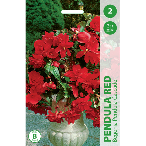 Begonijų svogūnėliai, lot. BEGONIA PENDULA RED, 2 vnt.-0
