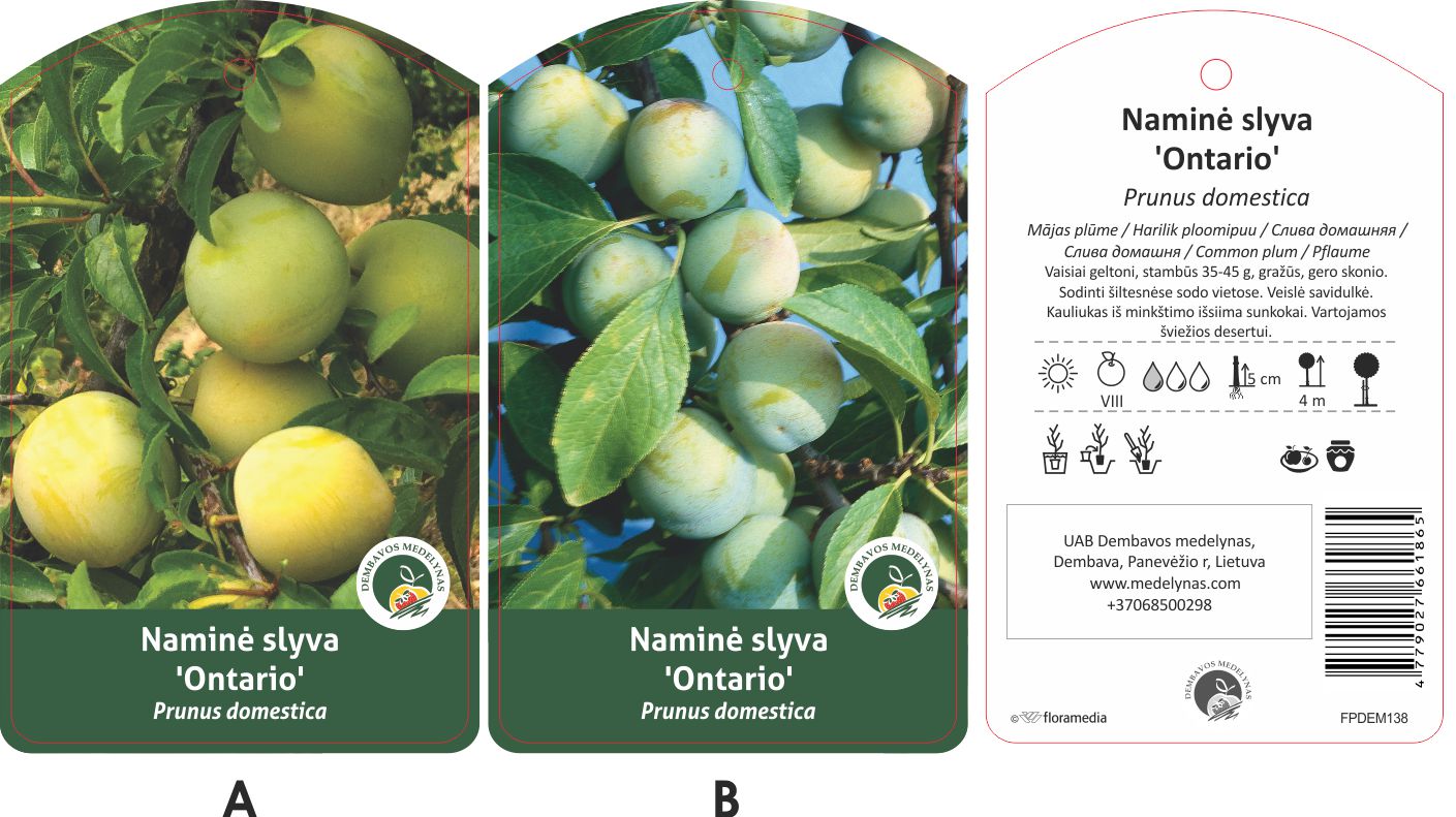 Vaismedis slyva ONTARIO, lot. PRUNUS DOMESTICA-0