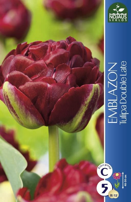 Tulpių svogūnėliai, lot. Tulipa Emblazon, 5 vnt.