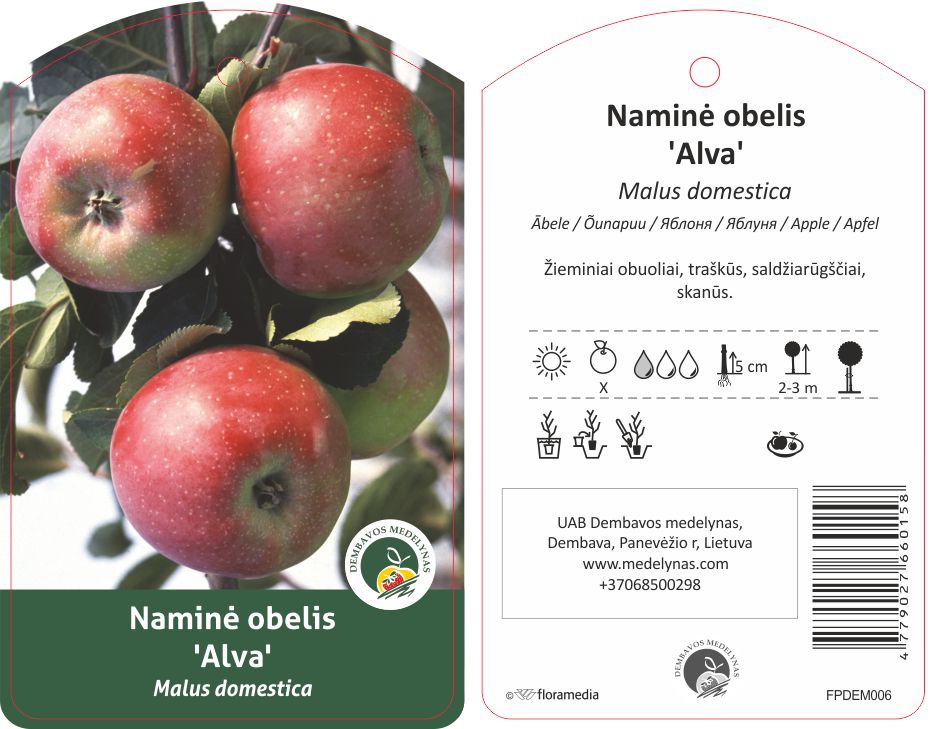 Vaismedis obelis ALVA, lot. MALUS DOMESTICA-0
