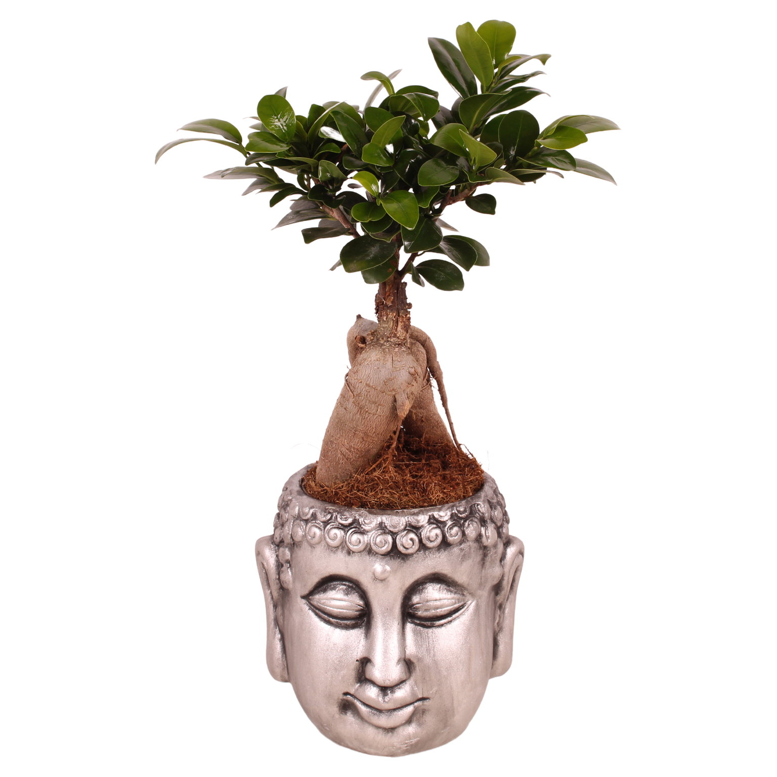Vazoninis augalas fikusas, vazone, Ø 13, 40 cm, lot. FICUS GINSENG Budda-0