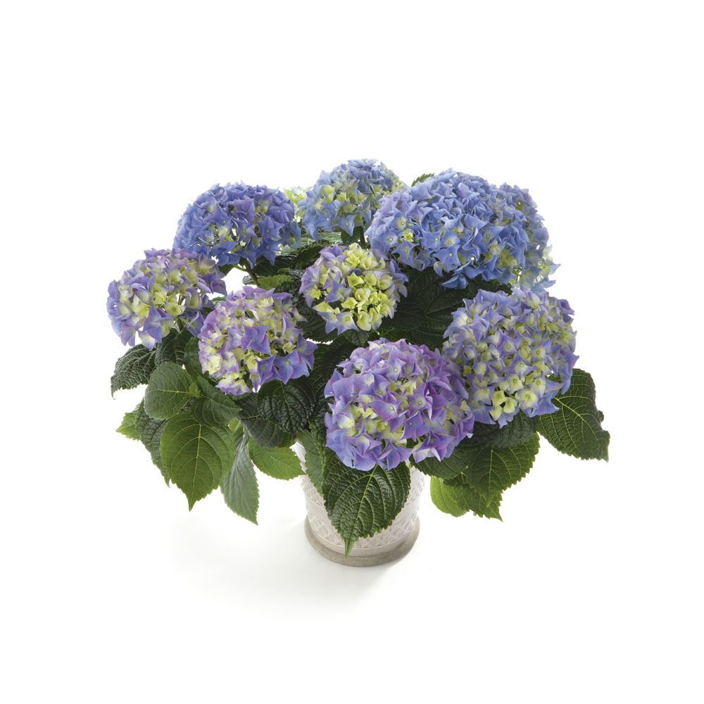 Lauko augalas didžialapė hortenzija, Ø 23, 40 cm, lot. Hydrangea mac. Mix-0