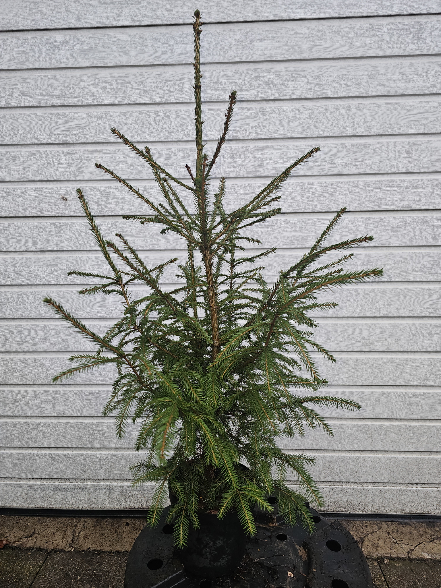 Paprastoji eglė auginta vazone, 80 - 100 cm, lot. PICEA ABIES-0