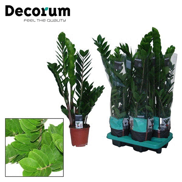 Vazoninis augalas zamiokulkas, Ø 14, 50 cm, lot. ZAMIOCULCAS-0