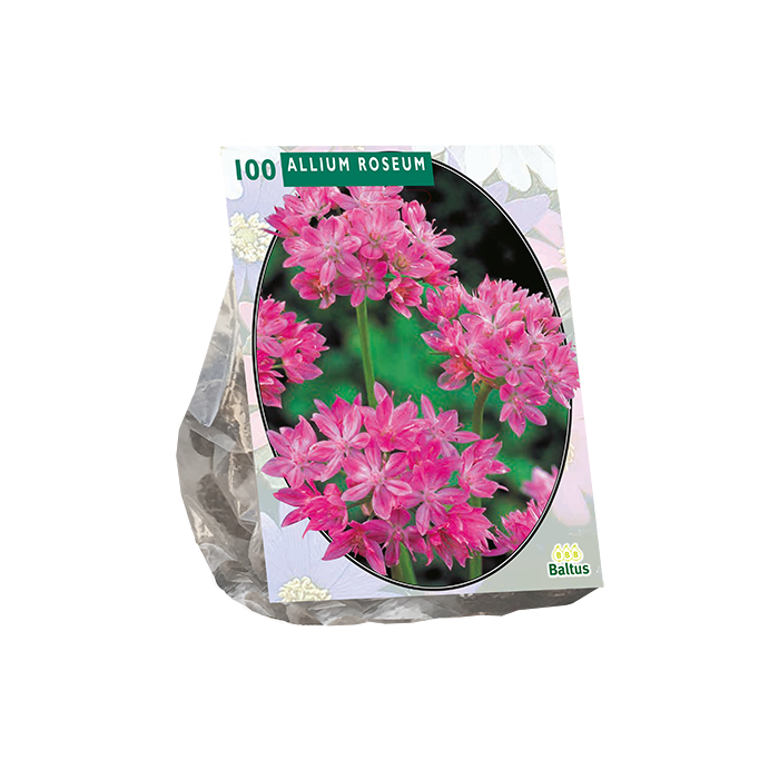 Dekoratyvinio česnako svogūnėliai, lot. ALLIUM ROSEUM, 100 vnt-0
