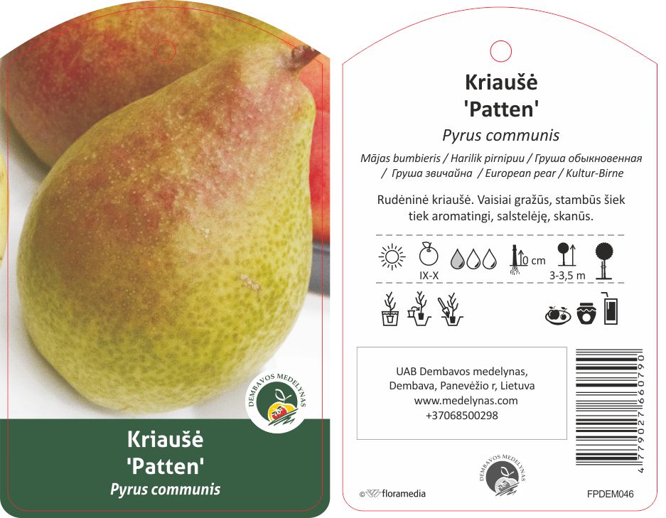 Vaismedis kriaušė PATTEN, lot. PYRUS DOMESTICA-0
