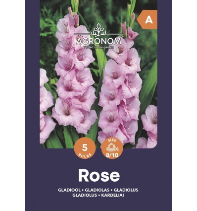 Didžiažiedžių kardelių svogūnėliai, lot. GLADIOLUS ROSE, 5 vnt-0