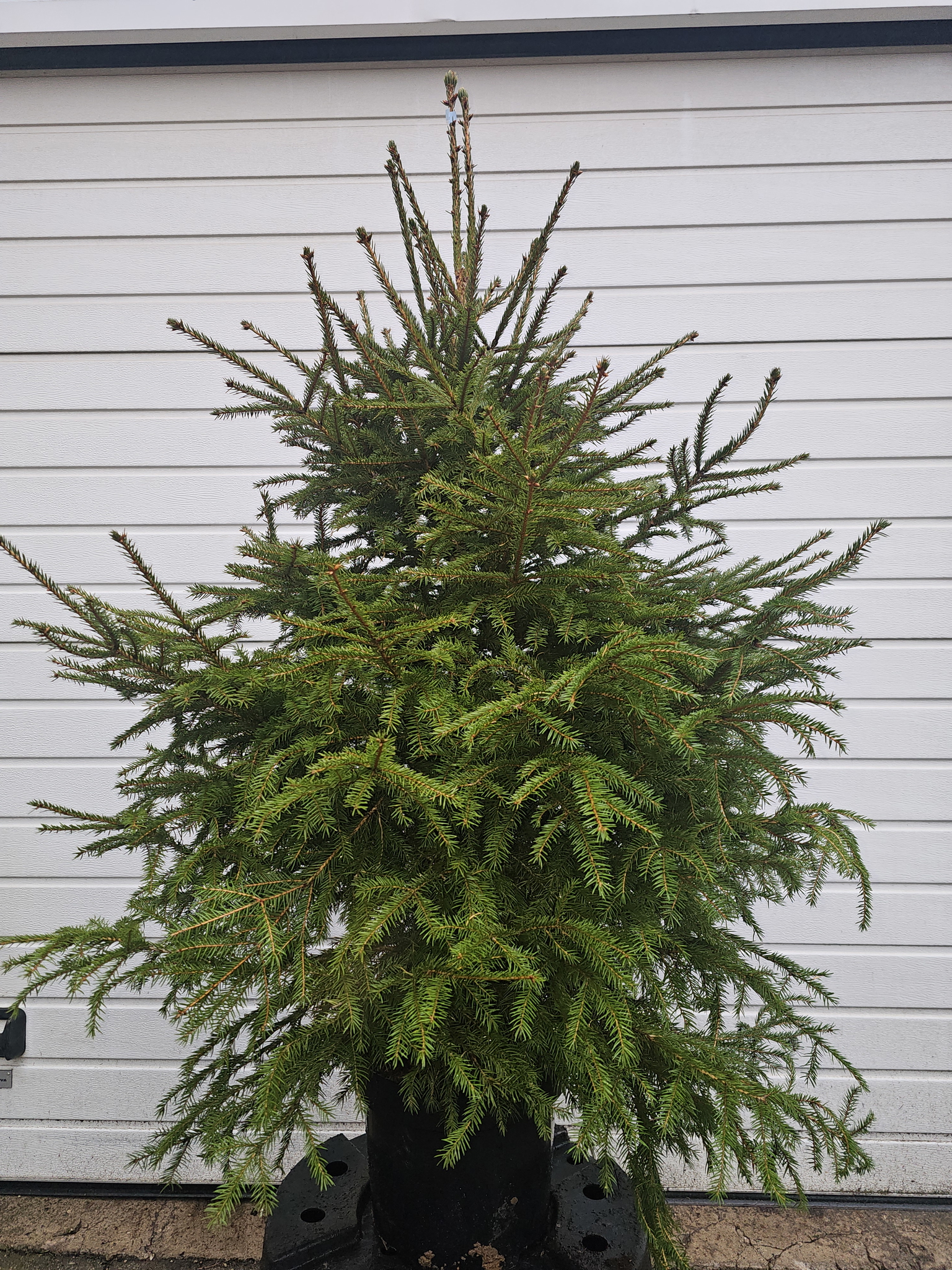 Paprastoji eglė vazone, 120 - 150 cm, lot. PICEA ABIES-0