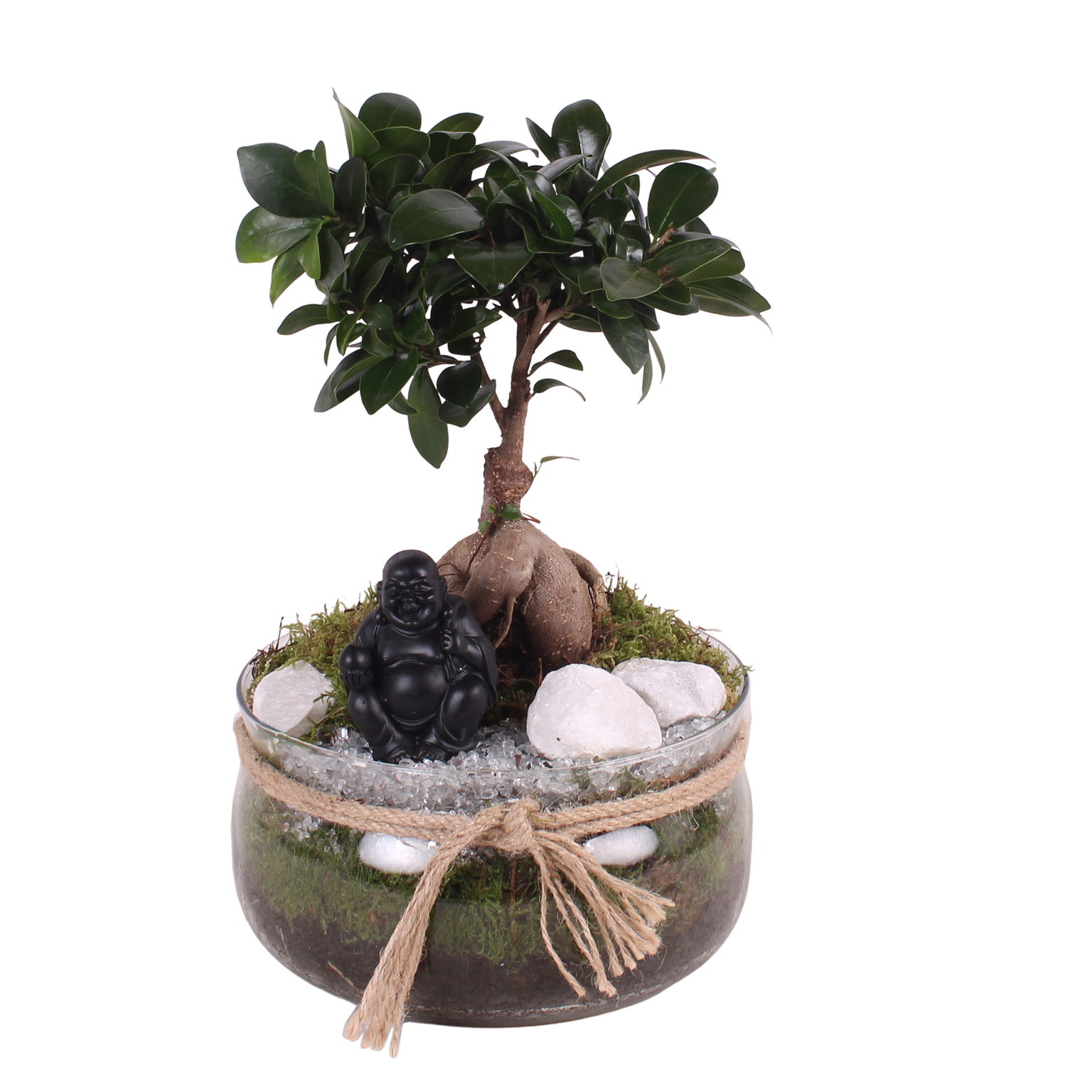 Vazoninis augalas bonsas, vazone su buda, Ø 20, 30 cm, lot. BONSAI in Glass bowl with rope-0