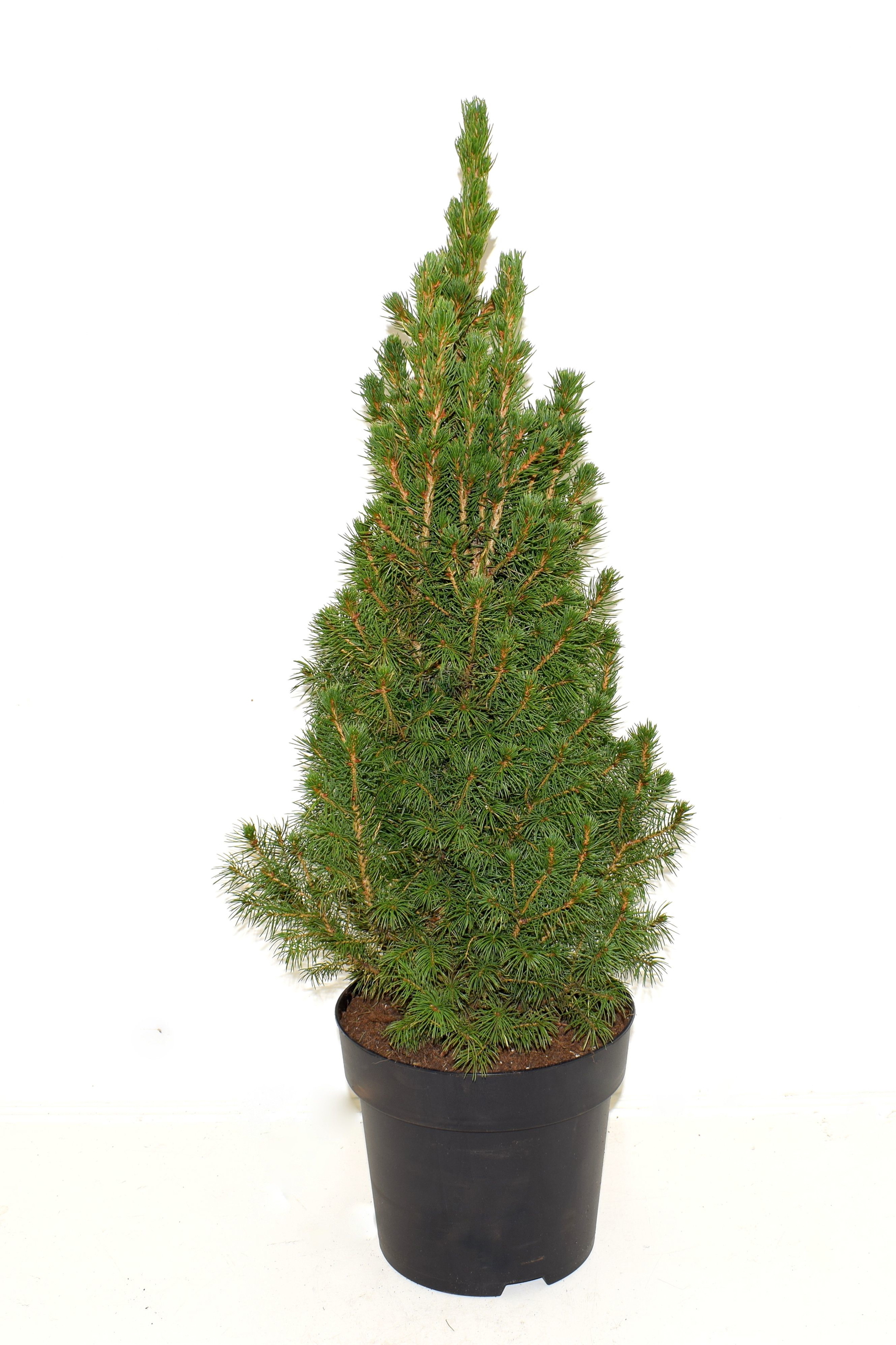 Lauko augalas puskiparisis, Ø 19, 60 cm, lot. Picea Glauca-0