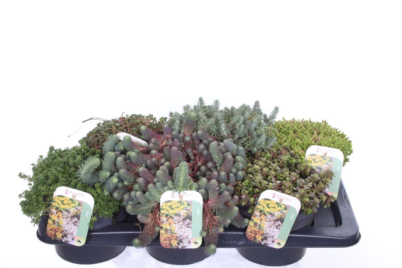Lauko augalas šilokas, daugiametis, Ø 17, 30 cm, lot. SEDUM-0