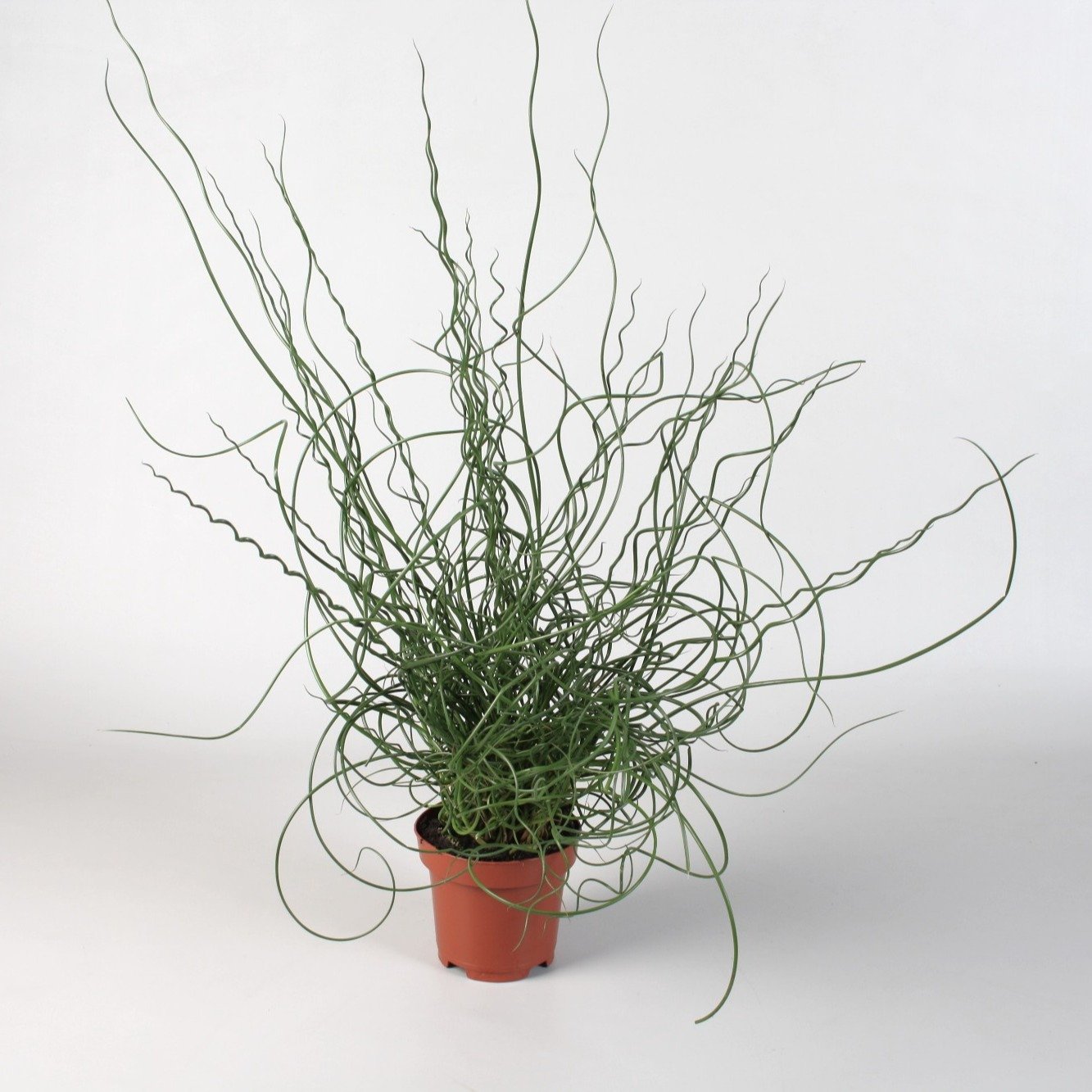 Vazoninis augalas vikšris, Ø 12, 40 cm, lot. JUNCUS