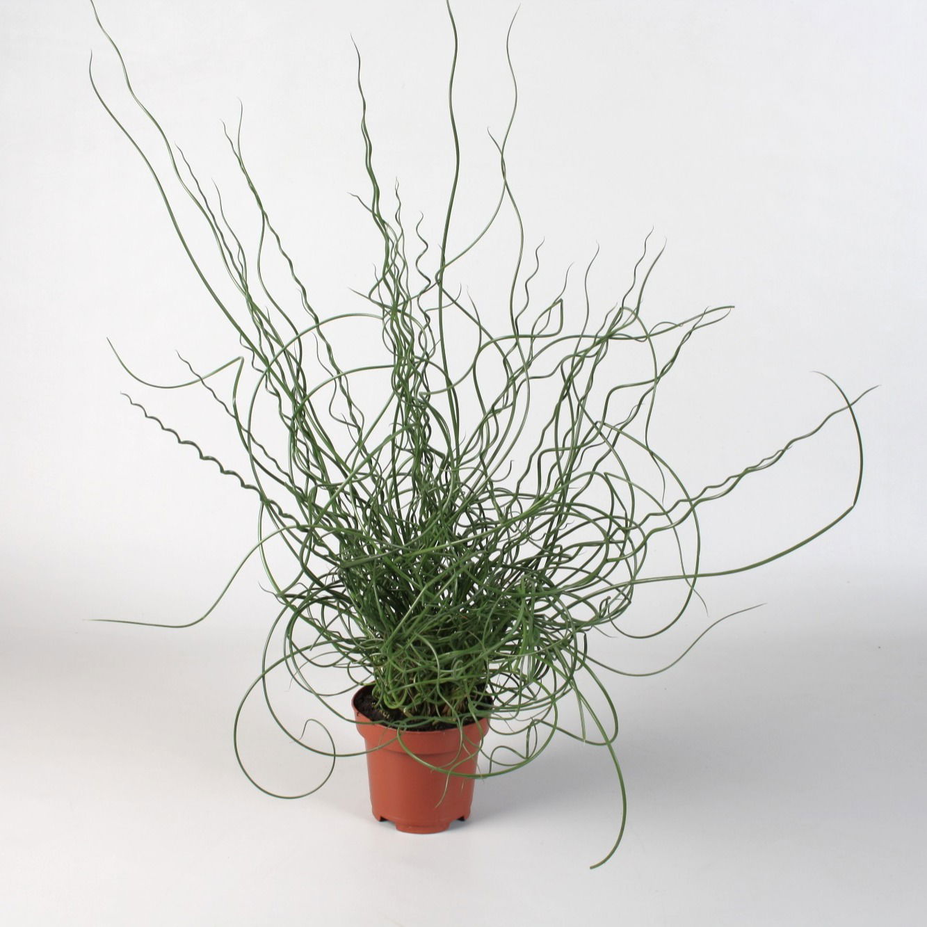 Vazoninis augalas vikšris, Ø 12, 40 cm, lot. JUNCUS-0