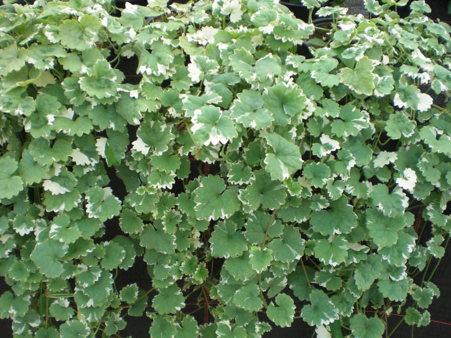 Lauko augalas tramažolė, Ø 15, 13cm, lot. GLECHOMA