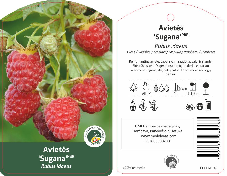 Vaiskrūmis Avietė Sugana, Ø 17, 25 cm, lot. RUBUS