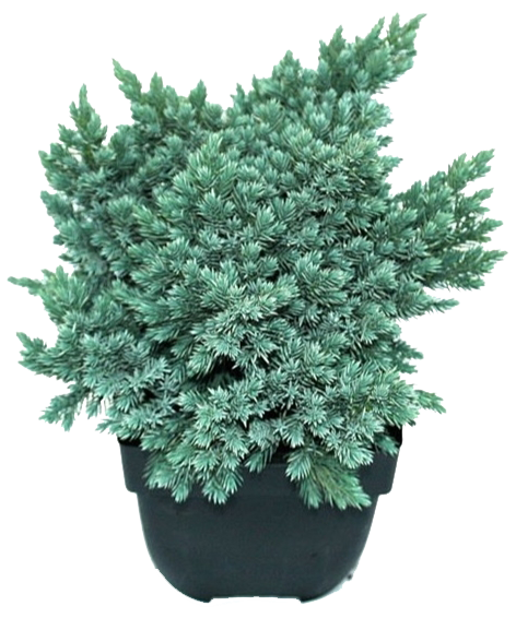 Lauko augalas žvynuotasis kadagys, Ø 19, 25 cm, lot. JUNIPERUS SQUAMATA BLUE STAR
