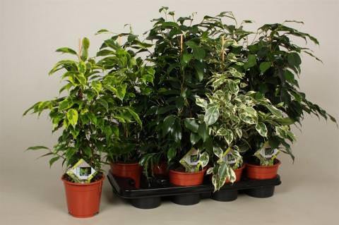 Vazoninis augalas fikusas, Ø 14, 55 cm, lot. FICUS-0