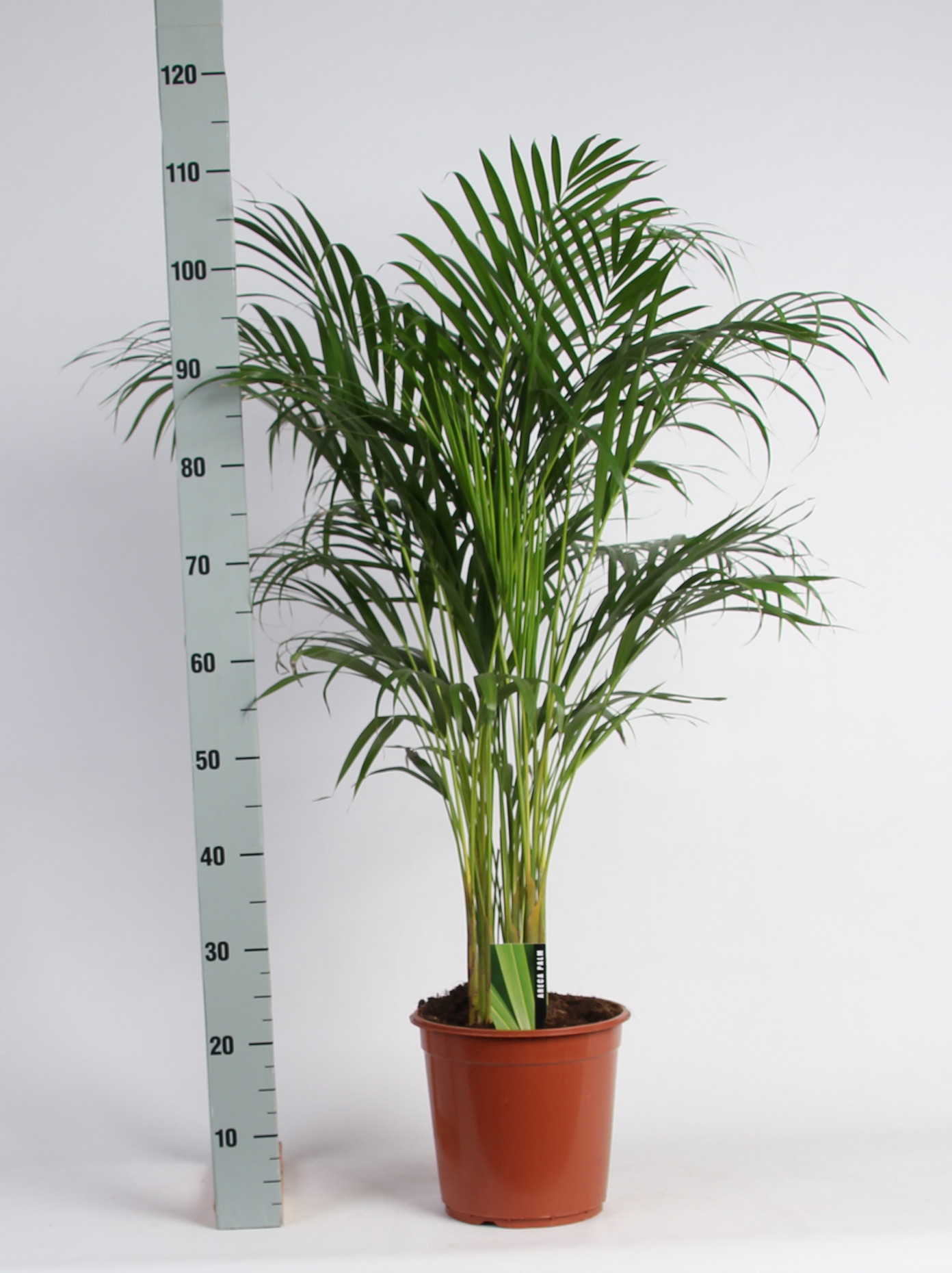 Vazoninis augalas dipsis, Ø 24, 110 cm, lot. DYPSIS LUTESCENS-0