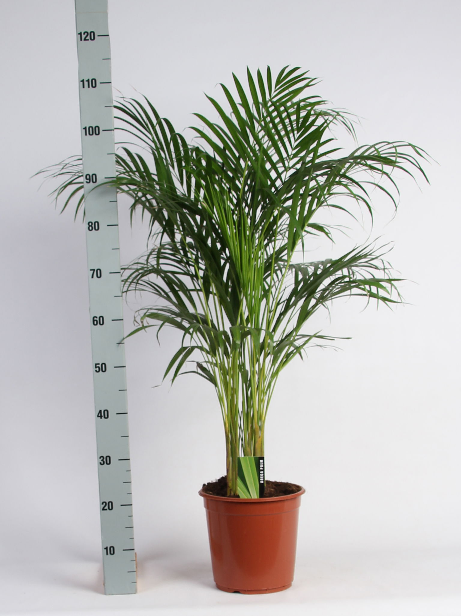 Vazoninis augalas dipsis, Ø 24, 120 cm, lot. DYPSIS Lutescens-0