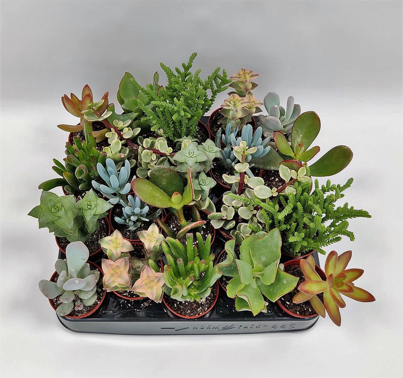 Vazoninis augalas sukulentas, Ø 5,5, 8 cm, lot. Succulent mix-0