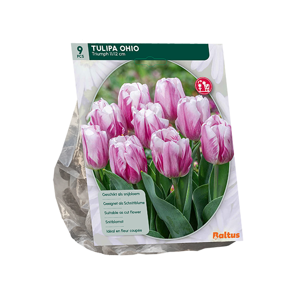 Tulpių svogūnėliai, lot. TULIPA OHIO TRIUMPH, 9 vnt-0