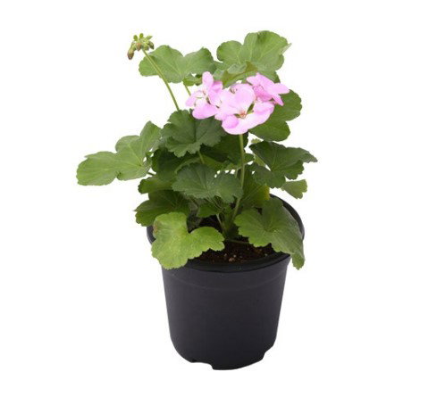 Gėlės daigas kompaktinė pelargonija, lot. PELARGONIUM ZONALE-1