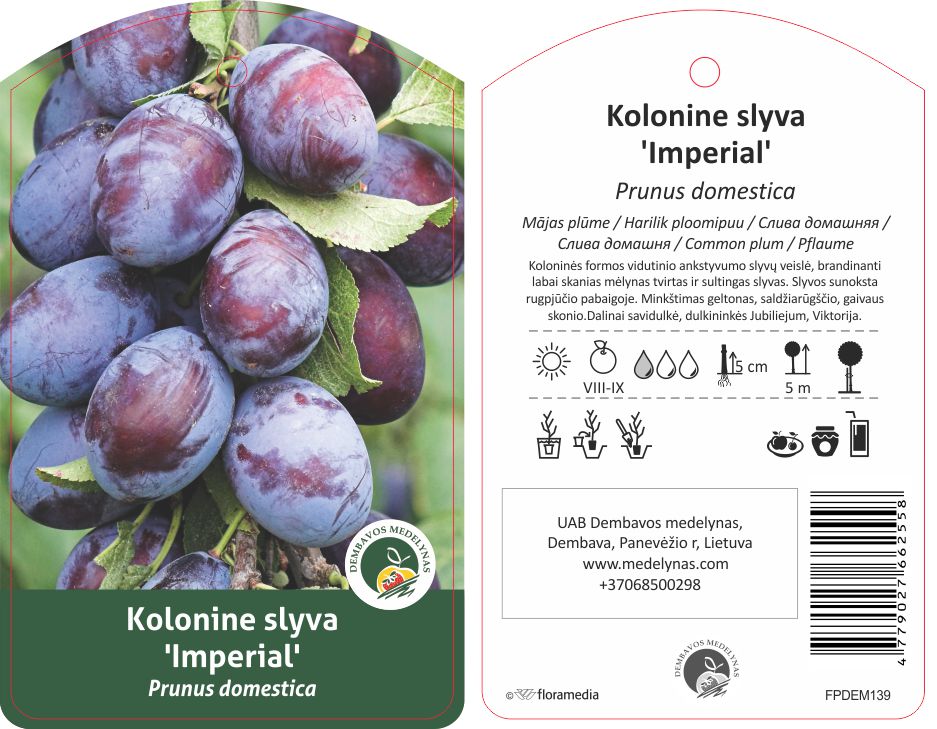 Vaismedis slyva KOLONINĖ IMPERIAL, lot. PRUNUS DOMESTICA-0