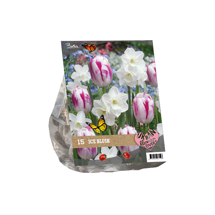 Gėlių svogūnėlių rinkinys, lot. URBAN FLOWERS - ICE BLUSH, 15 vnt-0