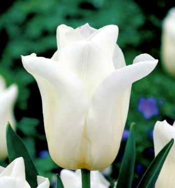 Tulpių svogūnėliai, lot. TULIPA AGRASS WHITE, 5 vnt-0
