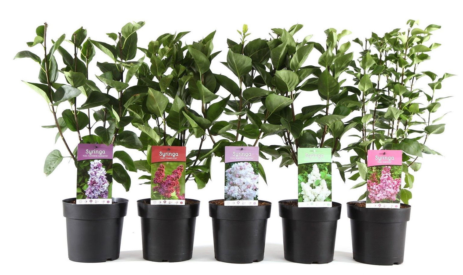 Lauko augalas Alyva, daugiametis, Ø 19, 60 cm, lot. Syringa mix-0