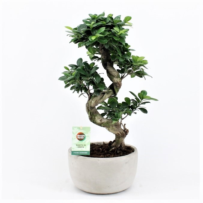 Vazoninis augalas fikusas, vazone, S formos, Ø 24, 60 cm, lot. Ficus ginseng-1