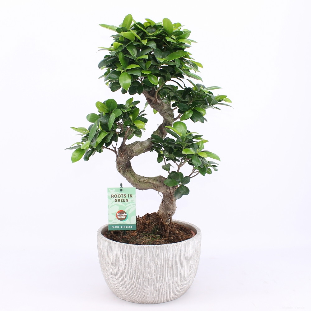 Vazoninis augalas fikusas, vazone, S formos, Ø 24, 60 cm, lot. Ficus ginseng-0