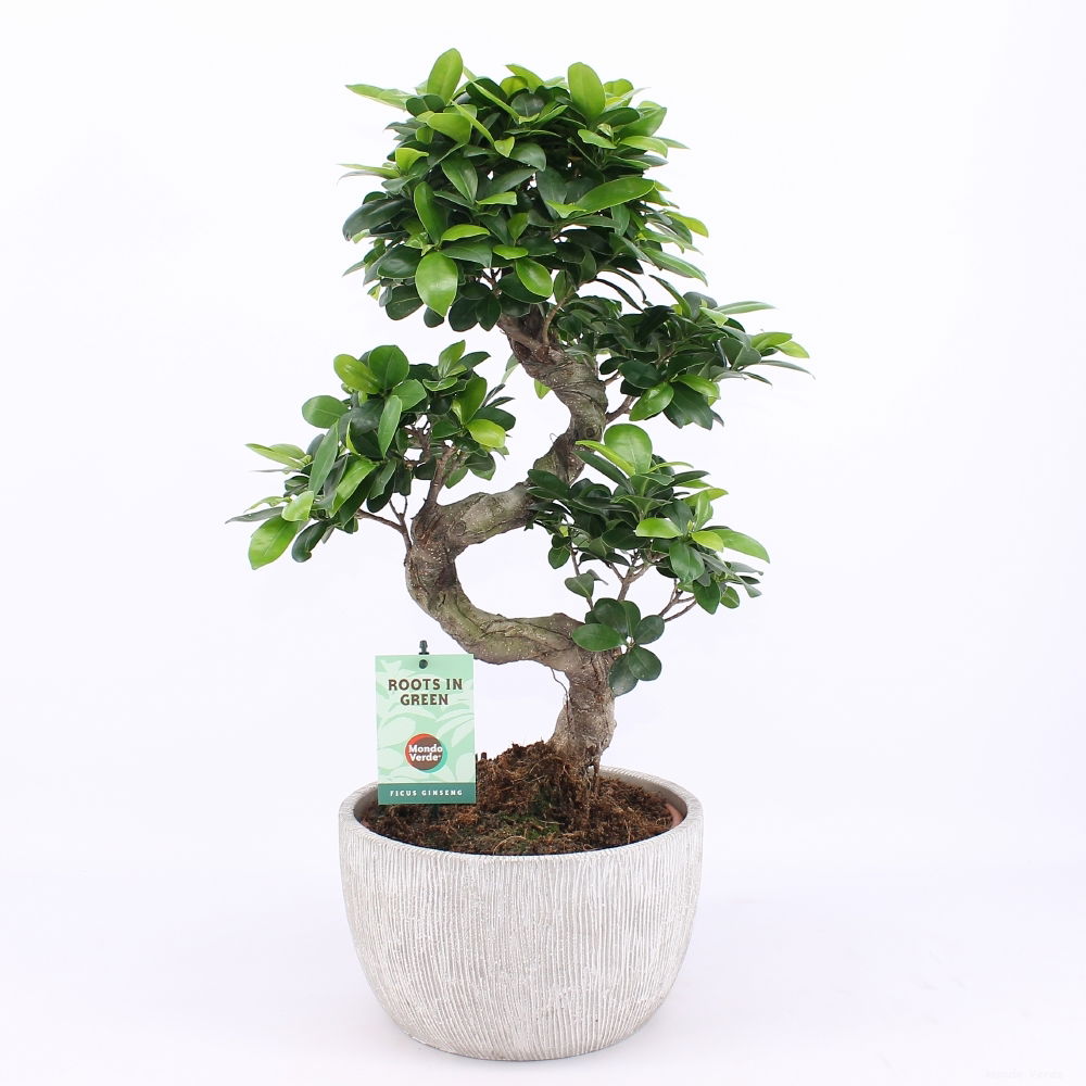 Vazoninis augalas Fikusas, vazone, Ø 24, 60 cm, lot. FICUS GINSENG S TYPE CERAMIC POT-0