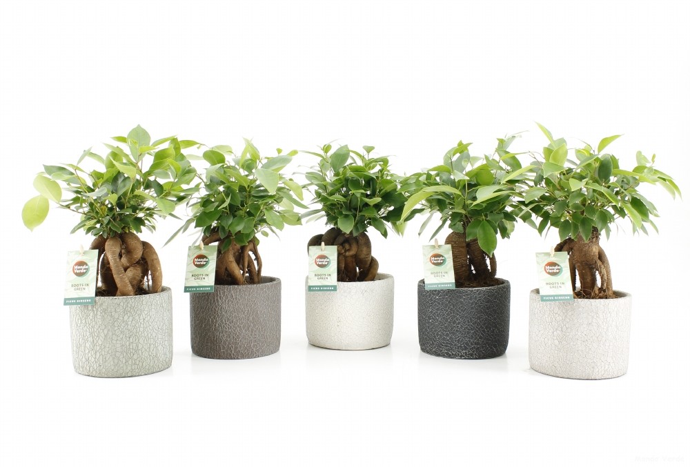 Vazoninis augalas fikusas, vazone, Ø 14, 35 cm, lot. FICUS GINSENG-0