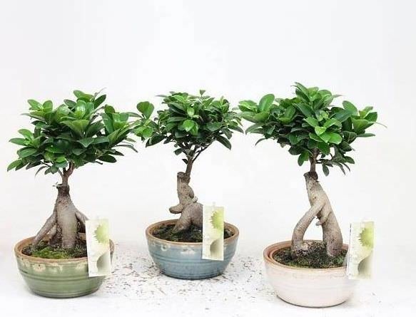 Vazoninis augalas bonsas, Ø 14, 35 cm, lot. FICUS GINSENG POT