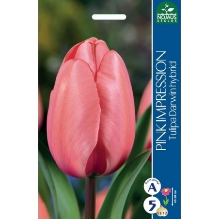 Tulpių svogūnėliai, lot. TULIPA PINK IMPRESSION, 5 vnt.-0