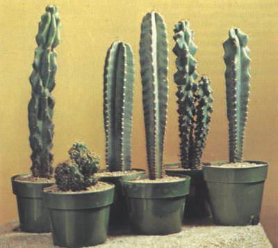 Vazoninis augalas kaktusas, Ø 10, 30 cm, lot. CACTUS ARR-0