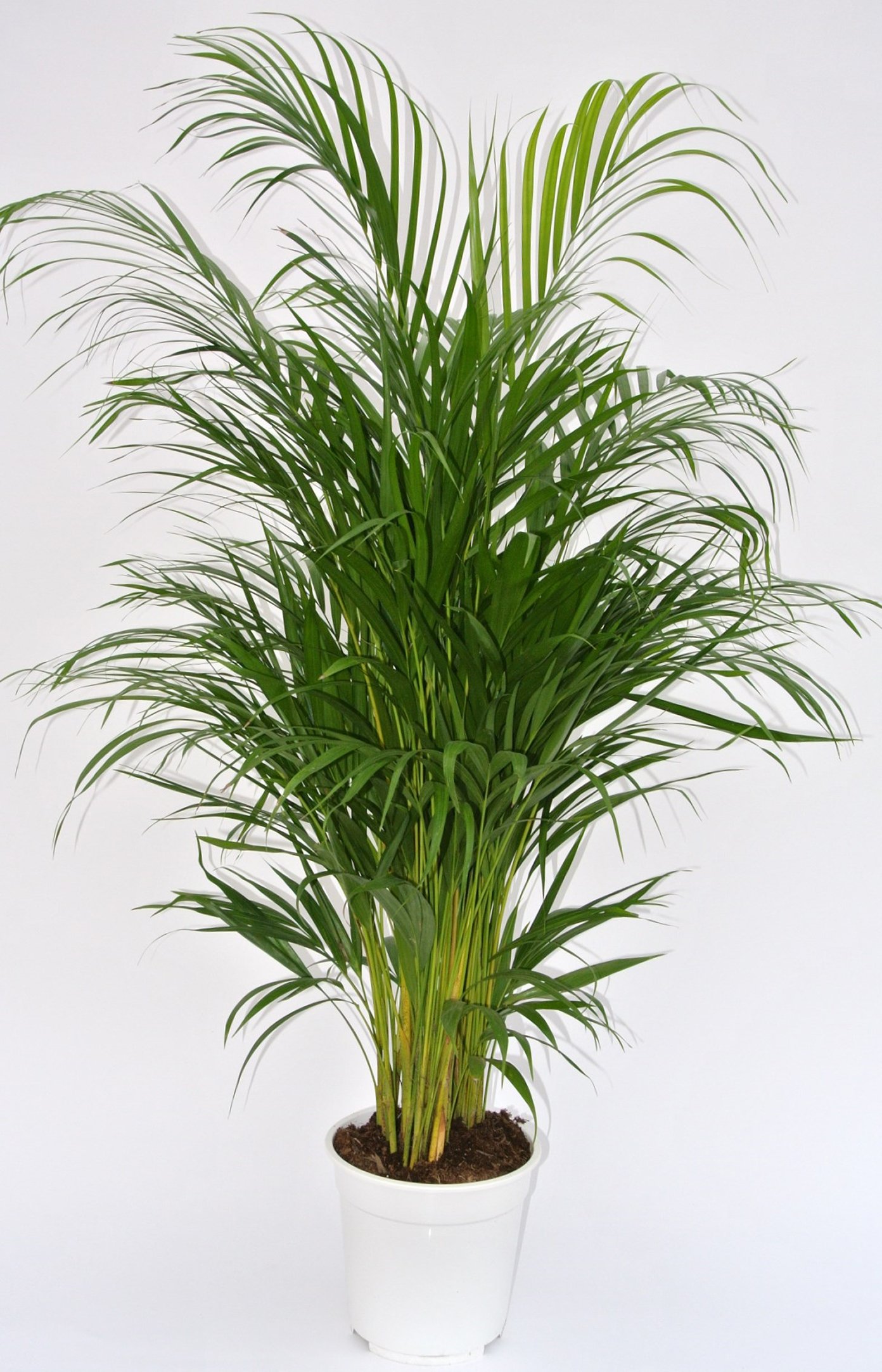 Vazoninis augalas dipsis, Ø 19, 90 cm, lot. DYPSIS LUTESCENS
