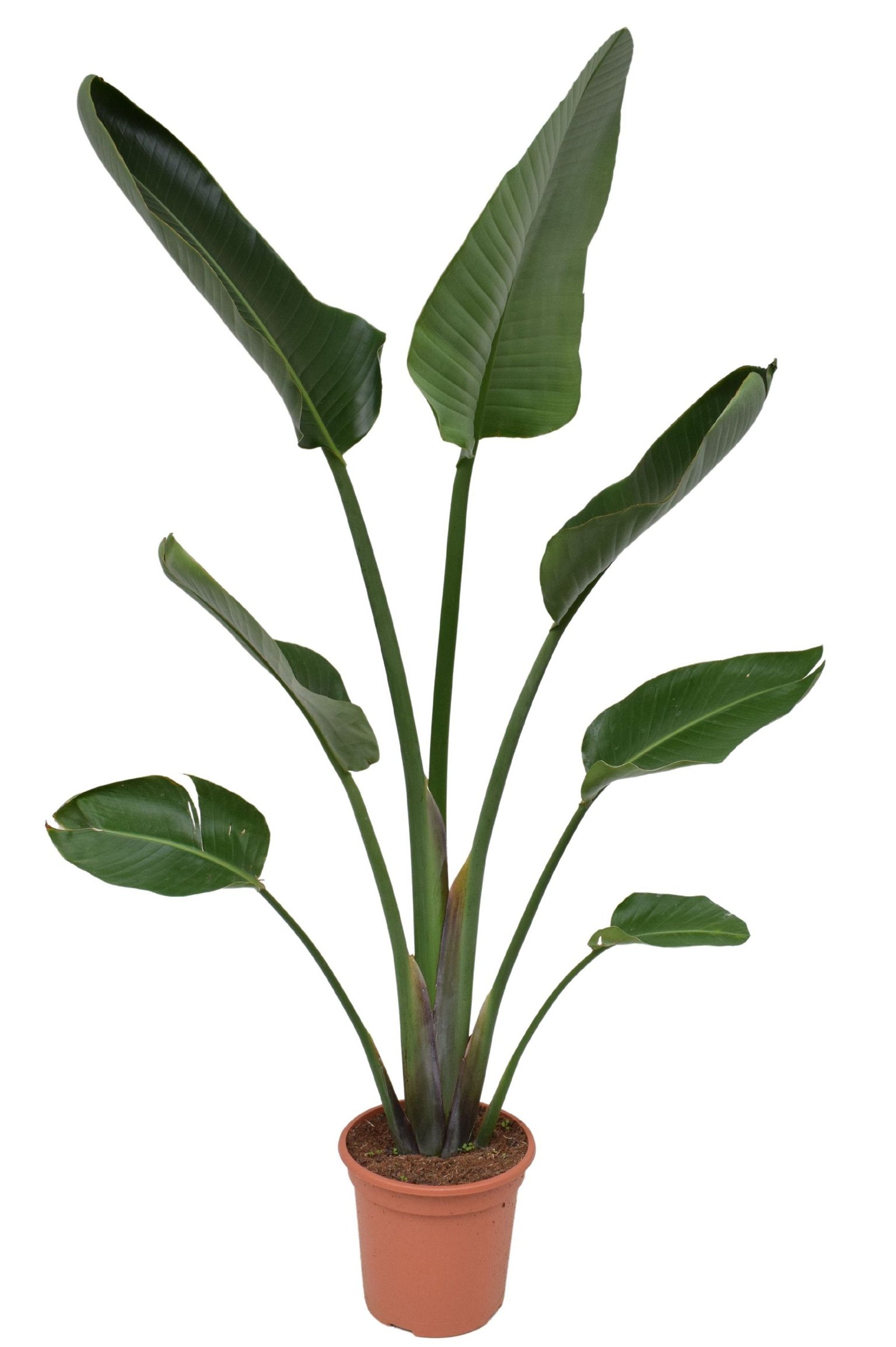 Vazoninis augalas strelicija, Ø 24, 150 cm, lot. STRELITZIA NICOLAI