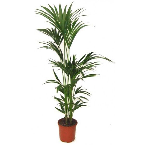 Vazoninis augalas palmė, Ø 30, 200 cm, lot. Chamaedorea Seifrizii-0