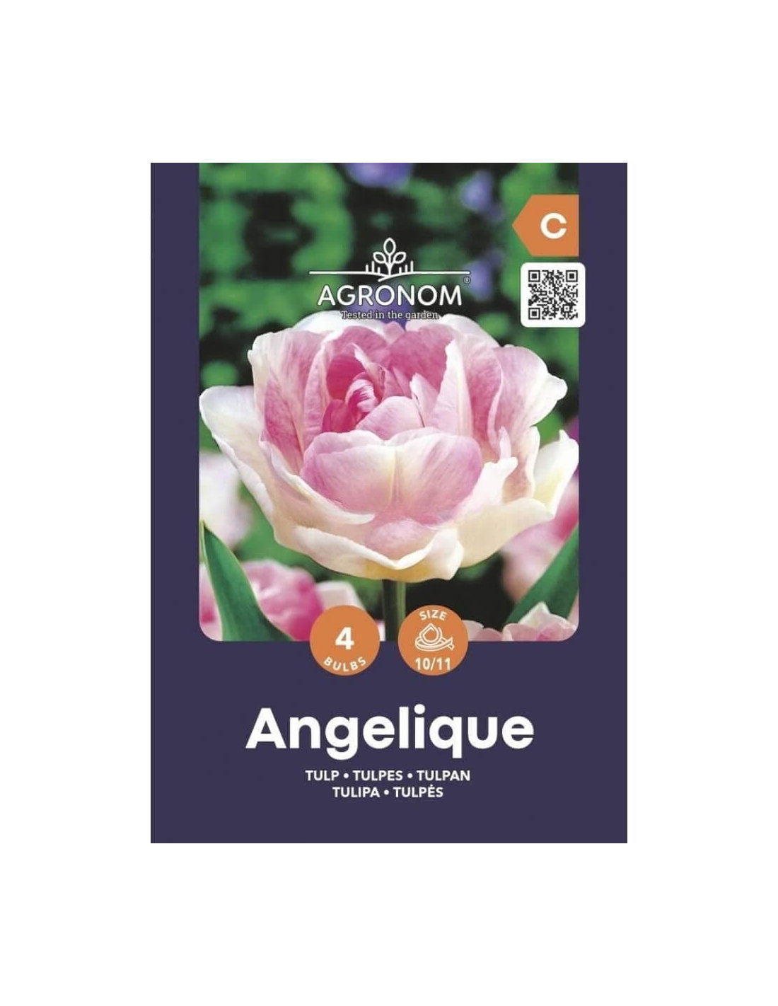 Tulpių svogūnėliai, lot. TULIPA ANGELIQUE, 4 vnt-0