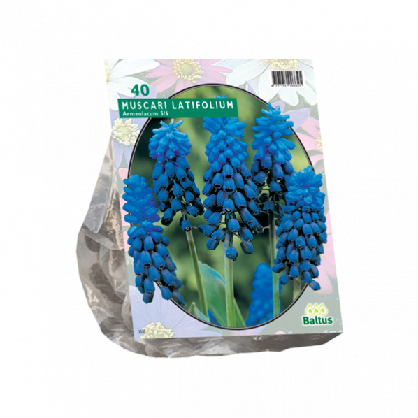 Žydrių svogūnėliai, lot. MUSCARI LATIFOLIUM, 40 vnt