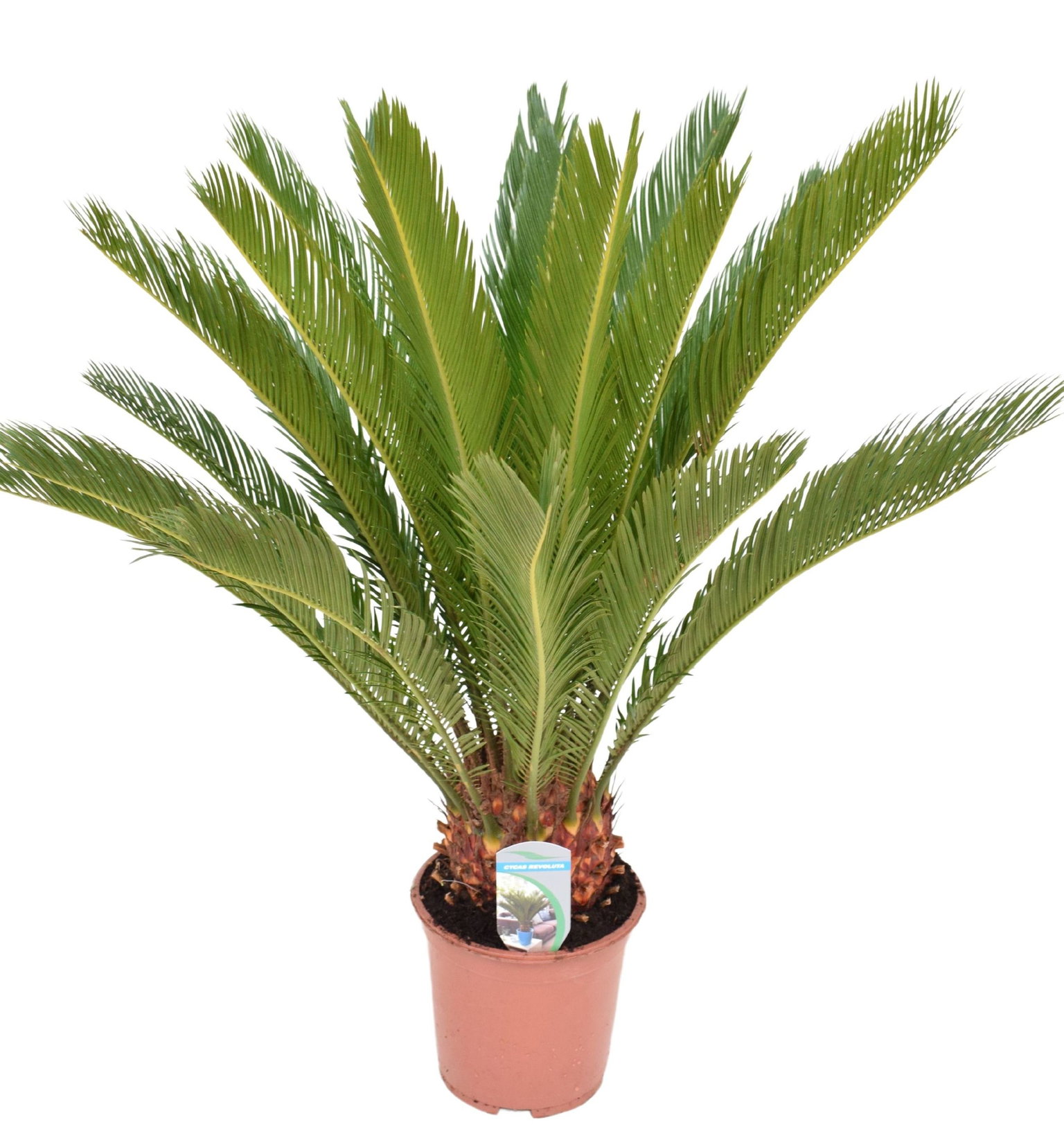Vazoninis augalas cikas, Ø 19, 70 cm, lot. CYCAS REVOLUTA-0